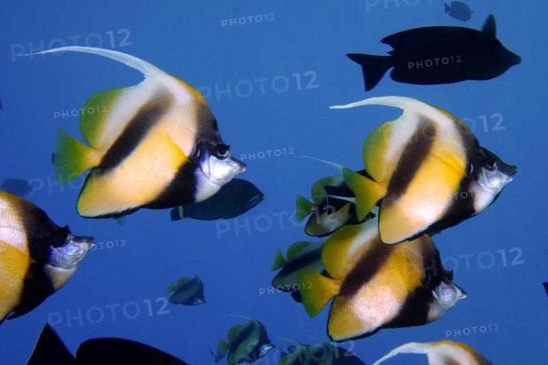 Shoal