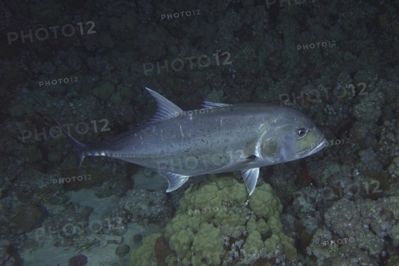 Giant trevally