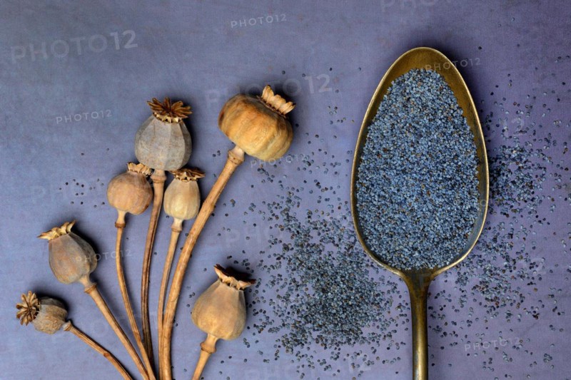 Blue poppy