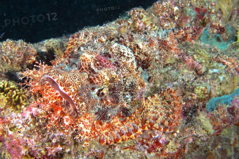 Well camouflaged tassled scorpionfish
