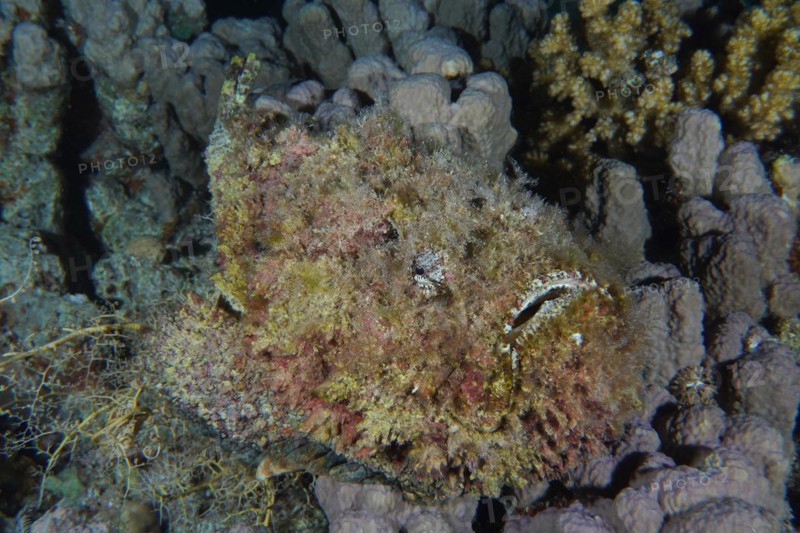Reef stonefish
