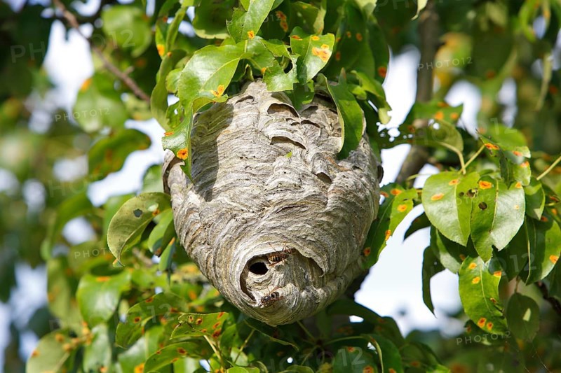 Medium wasp or small hornet