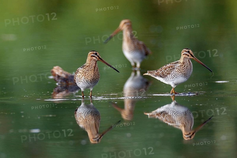 Common Snipe