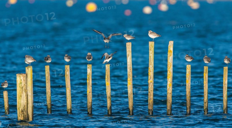 Grey Plover