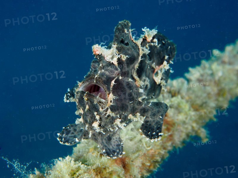 Swimming giant frogfish