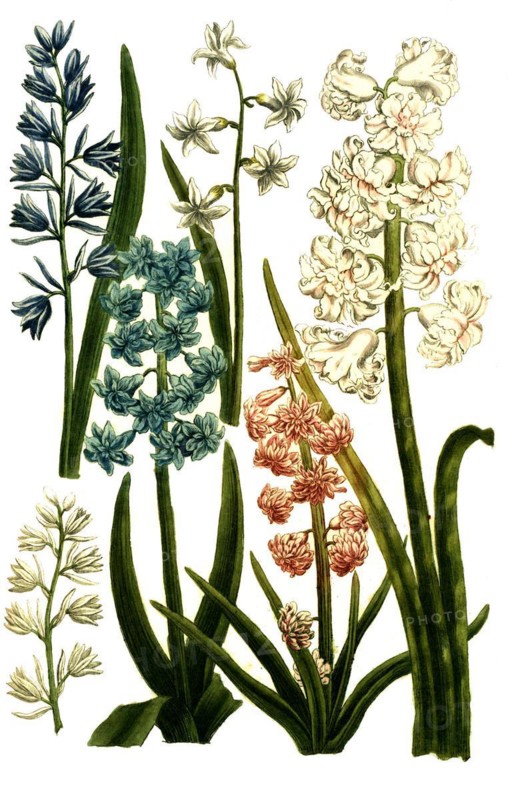 Botany