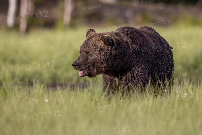 Brown bear