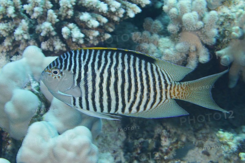 Red Sea Lyracian