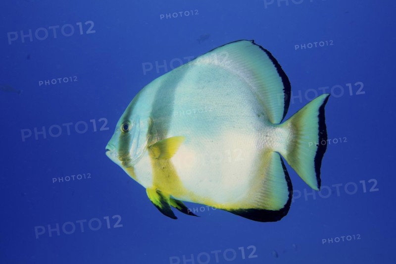 Orbicular batfish