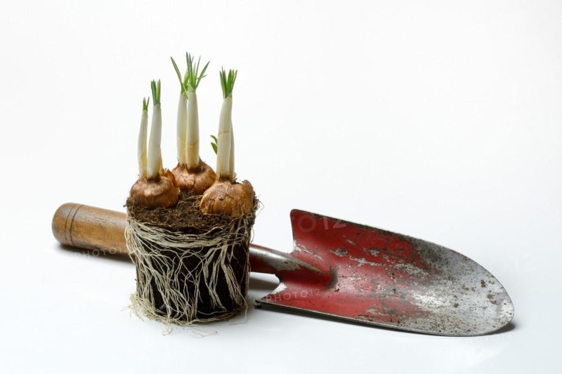 Floating Crocus Tubers with white crocus