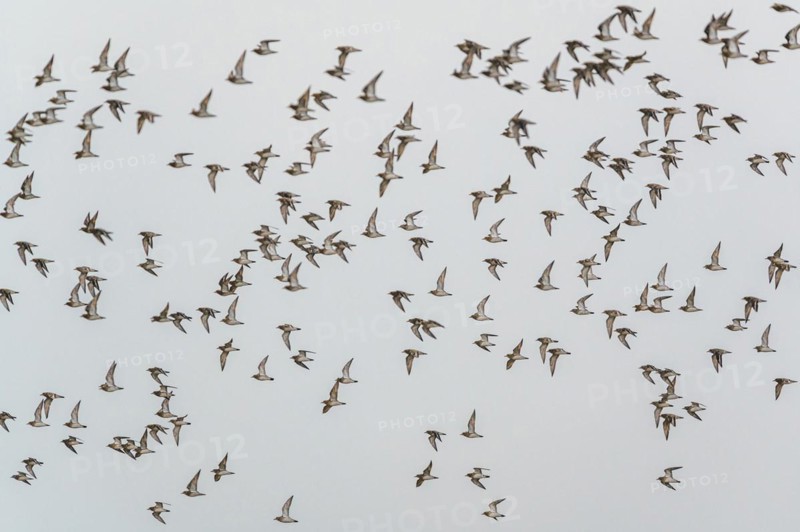 Grey Plover