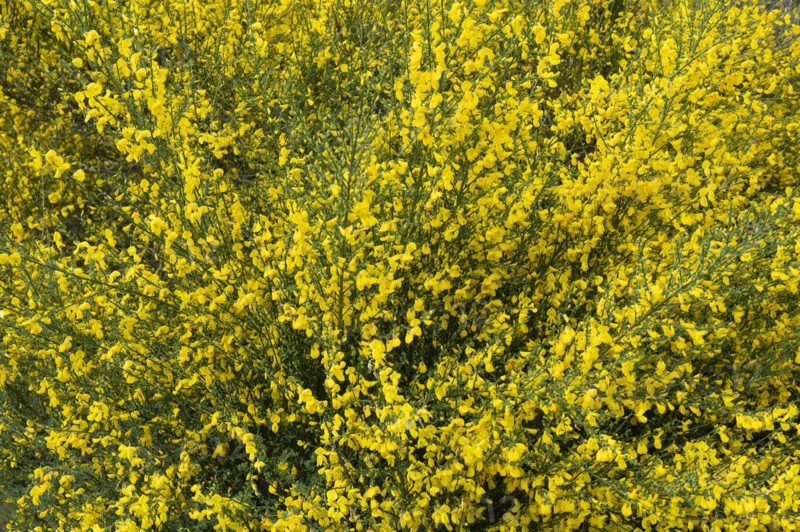 Common broom