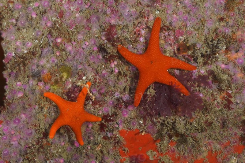 Red starfish