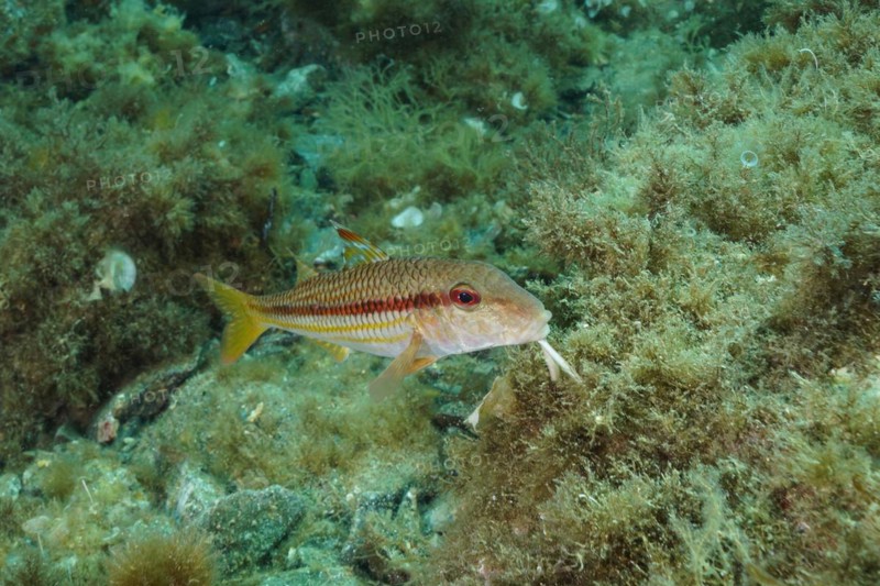 Striped red mullet