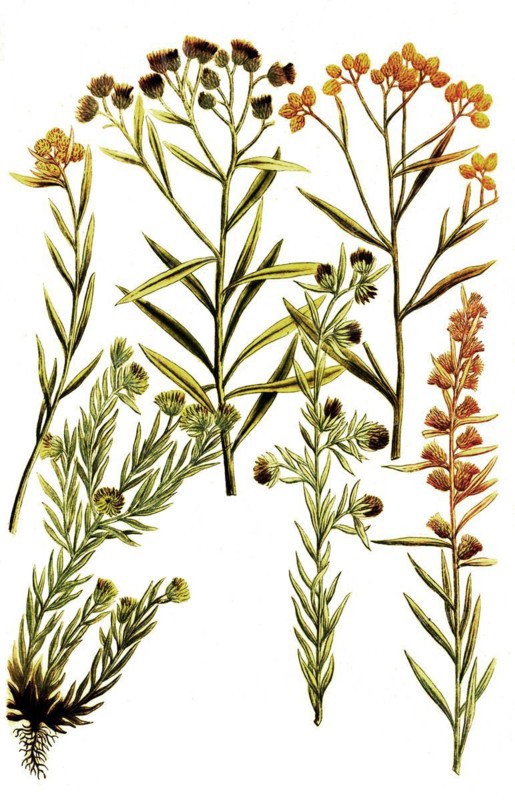 Botany