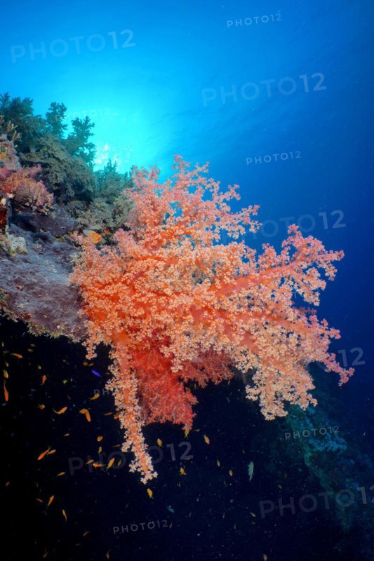 Hemprichs tree coral