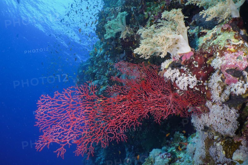 Gorgonian Red Knot Coral