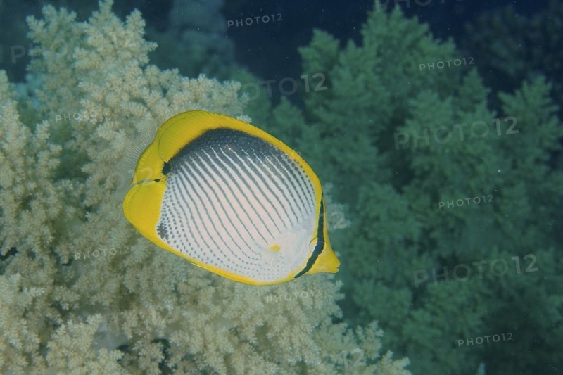 Blackback butterflyfish