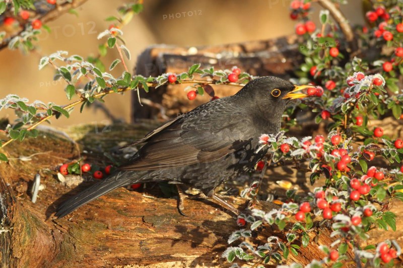 Blackbird