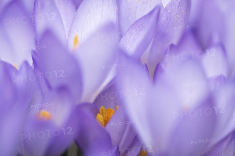Woodland crocus