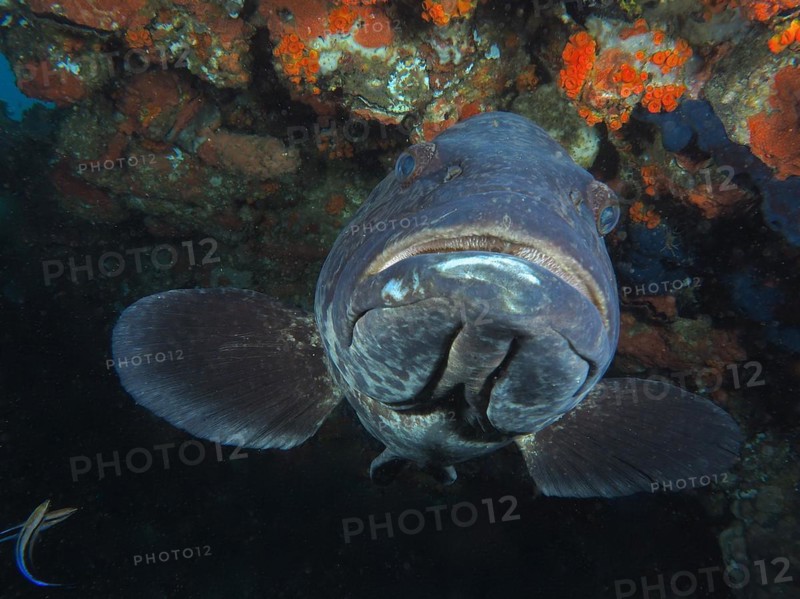 Portrait of potato grouper