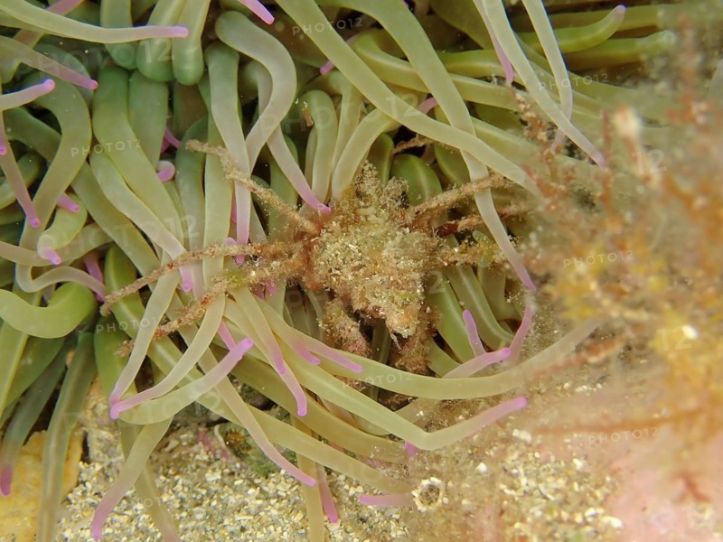 Long-legged ghost crab