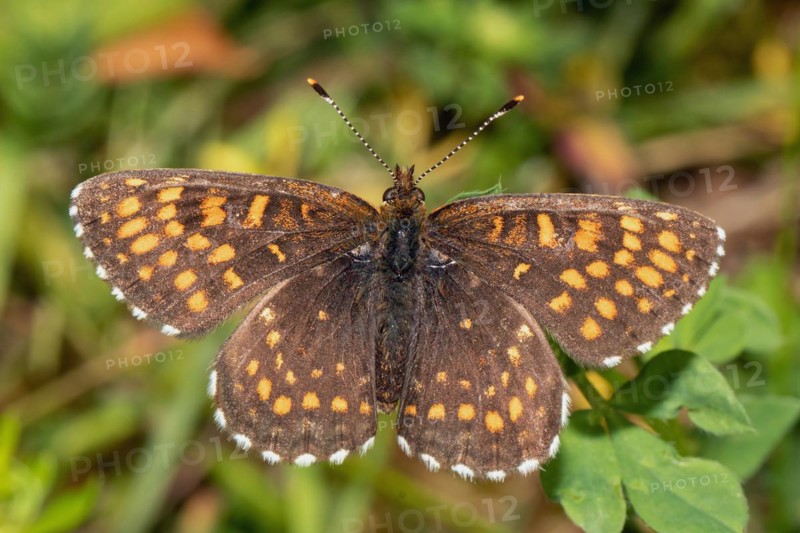 Valerian Fritillary
