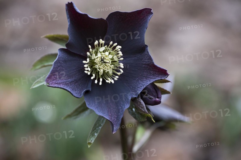 Lenzrose