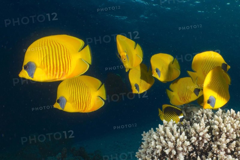 Group of bluecheek butterflyfish