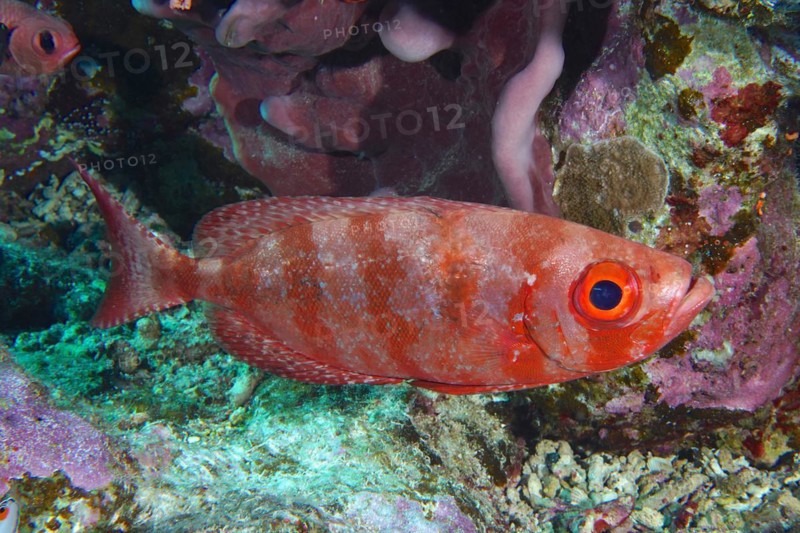 Common bigeye