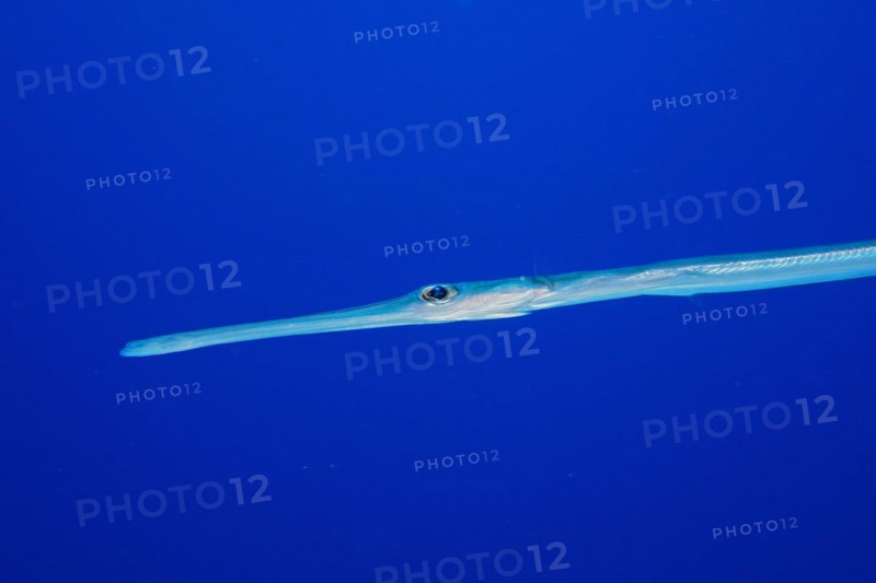 Close-up of bluespotted cornetfish