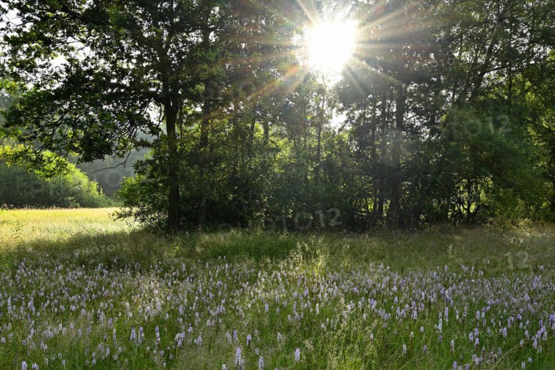 Spotted moorland spotted orchid