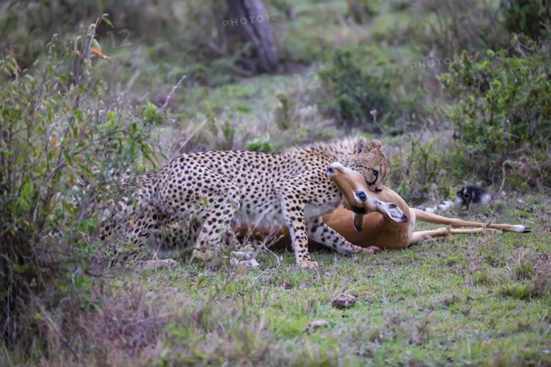 Cheetah