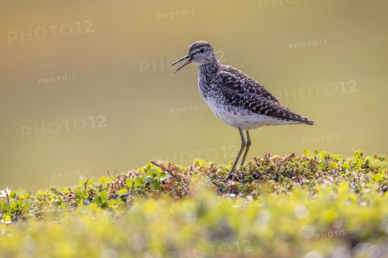 Wood Sandpiper
