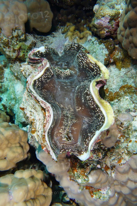 Maxima clam