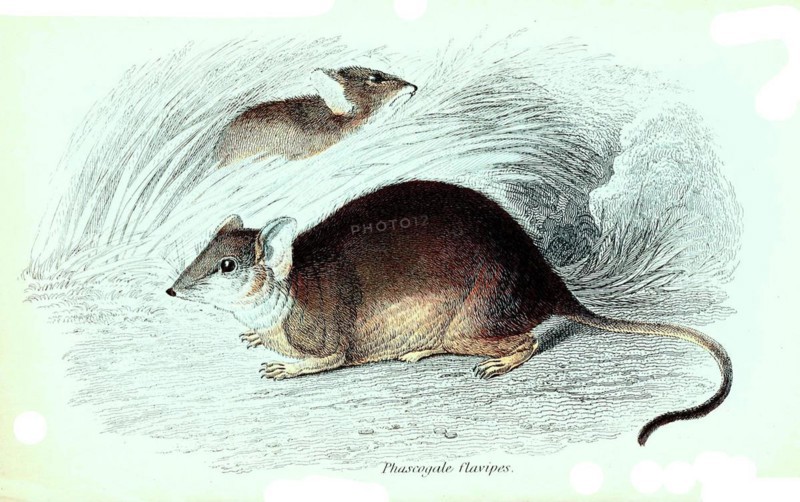Phascogale flavipes