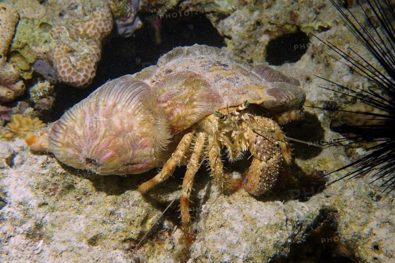 Anemone hermit crab