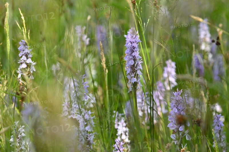 Spotted moorland spotted orchid