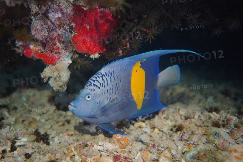 Halfmoon angelfish