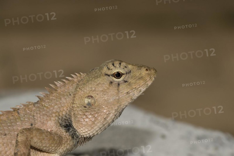Oriental garden lizard