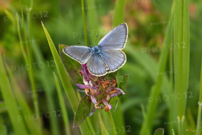 Crucian anthill butterfly butterfly with open wings sitting on red flower from behind