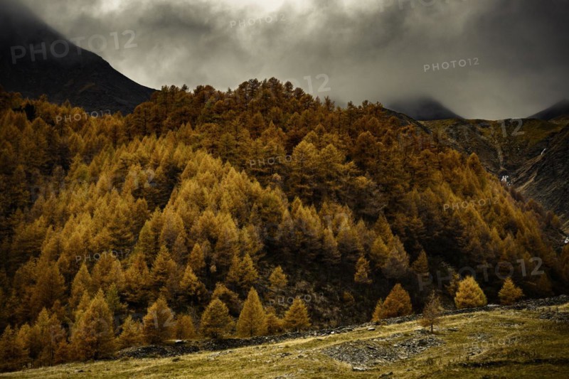 Autumn larch