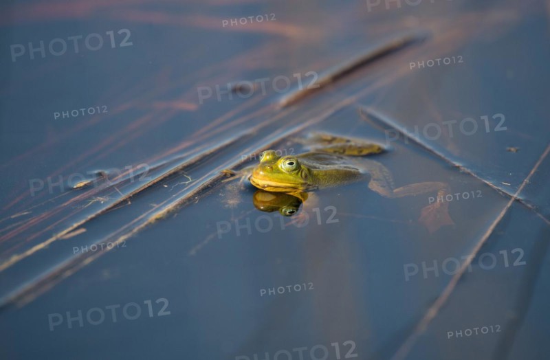Pool frog