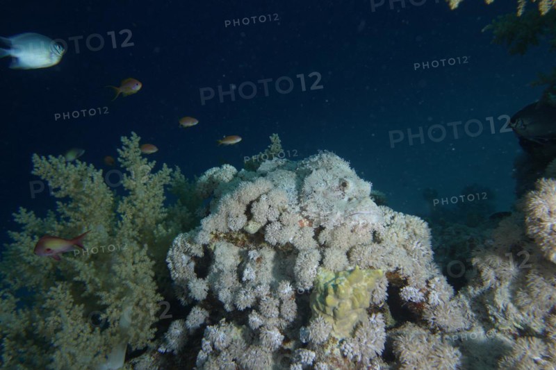 Well camouflaged false stonefish