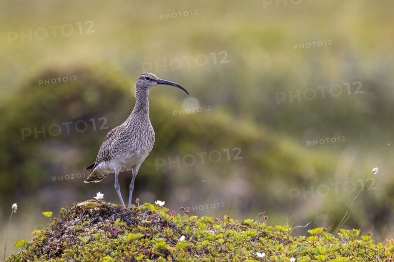 Whimbrel