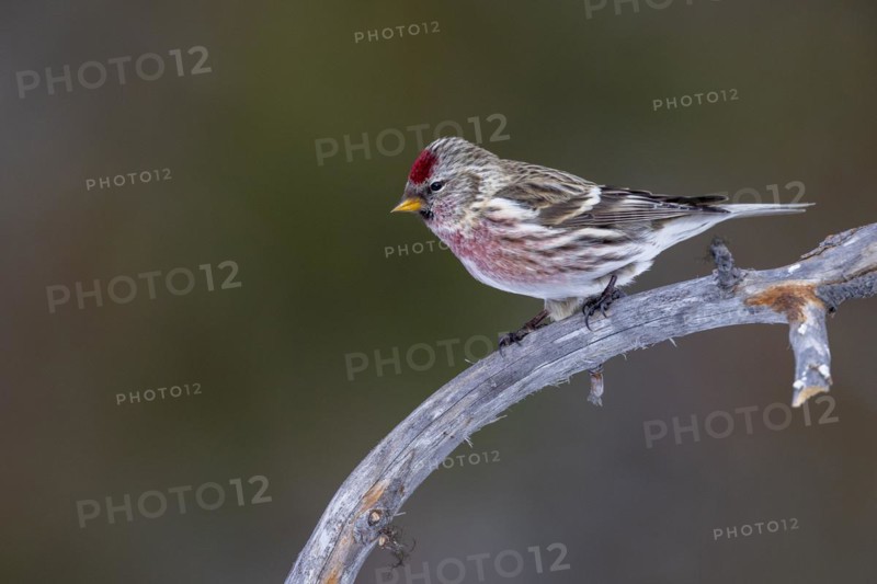 Common Redpoll