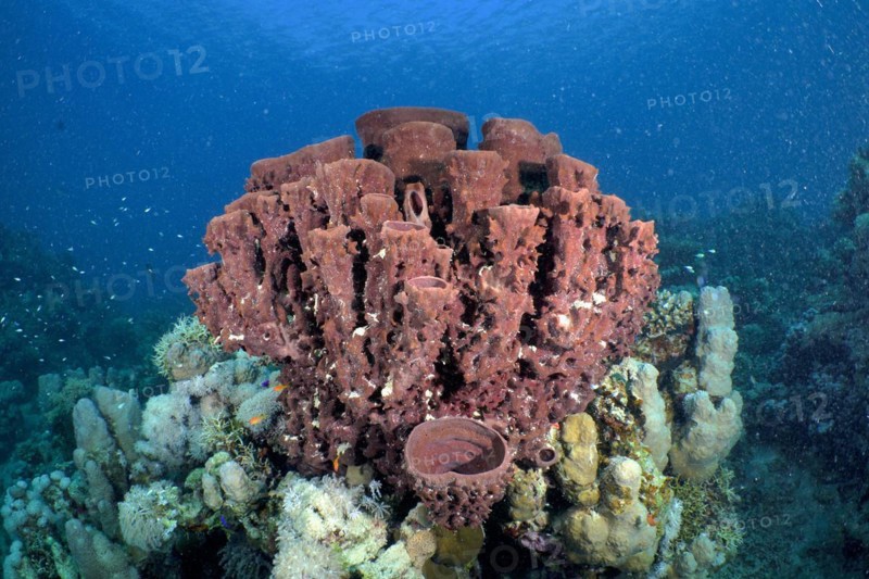 Prickly tube-sponge