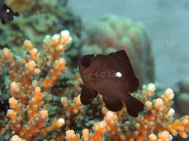 Threespot dascyllus