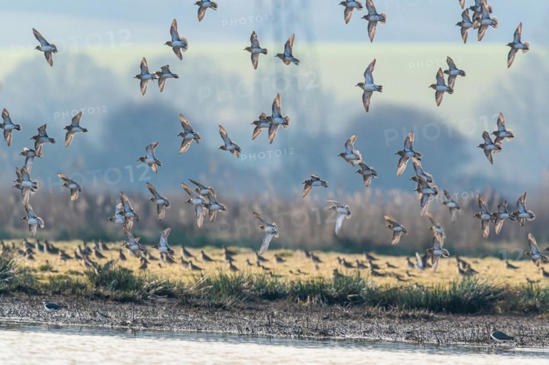 Grey Plover