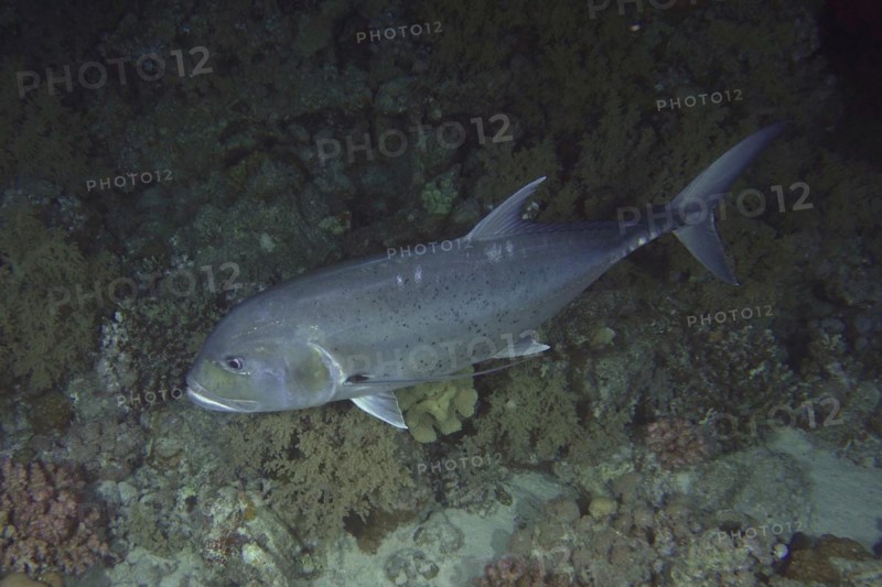 Giant trevally